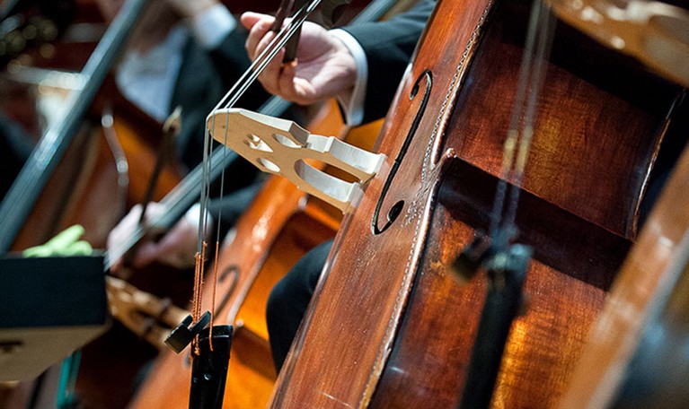 Kontrabas. Fotografi